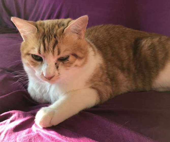 Le chat concerné avec traces de larmes dues au virus FHV-1 Le chat concerné avec traces de larmes dues au virus FHV-1
