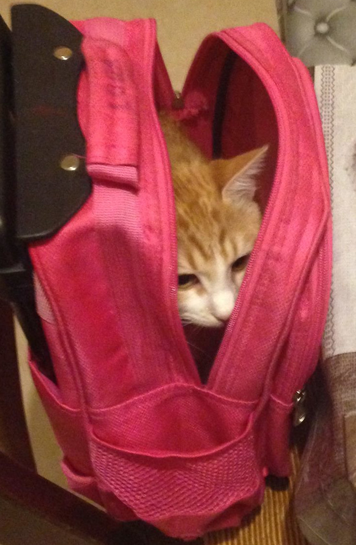 Le petit chat qui s'amuse dans le sac de l'enfant