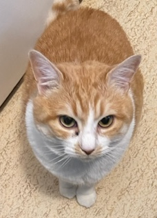 Le chat au jour de rédaction de cet article, avec une marque de larme sous l'un de ses yeux Le chat au jour de rédaction de cet article, avec une marque de larme sous l'un de ses yeux