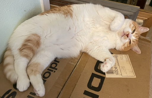 Chat « malheureux » visiblement en état de très grand stress Chat « malheureux » visiblement en état de très grand stress
