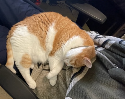Chat « battu » qui dort sur le ventre du « méchant » qui le tabasse Chat « battu » qui dort sur le ventre du « méchant » qui le tabasse